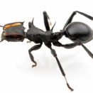 ナベブタアリの女王の変異