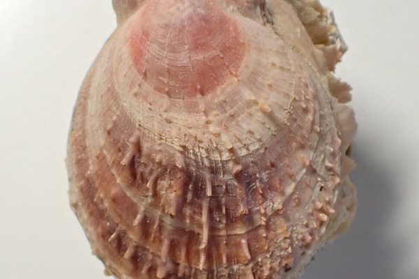 図鑑を作る（二枚貝編） - ウミギク科