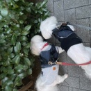 ニオイに集中？