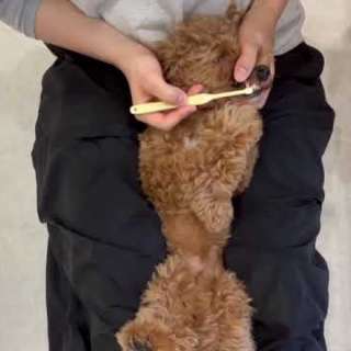 犬の幼稚園　アットホームblog