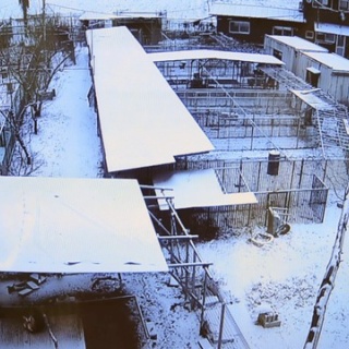 NPO犬猫みなしご救援隊・代表ブログ・みなしご庵へようこそ