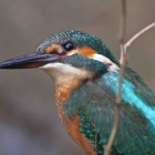 『BORG72FLによる高解像度カワセミ①　2020/09/26』の画像