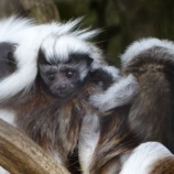 『美しく可愛い赤ちゃんたち』の画像