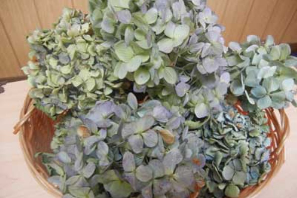 紫陽花のドライフラワーの作り方 おうち外食で幸せ節約生活