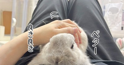 うさぎのルリ(12/25)