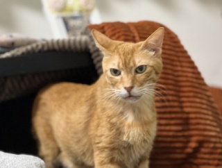 ベテラン子猫、最後の日々　20260211