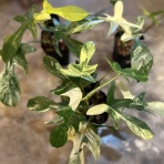 ACTIS FLOWER＆GARDEN GREEN　　プチ*フルール