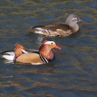 『BORGによるオシドリ　2020/11/22』の画像