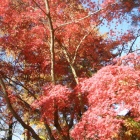 『2014/11/30 長瀞　岩畳　紅葉』の画像