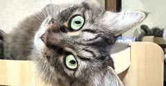 【猫写真】今日も新聞紙とバリバリボウルの上のマロちゃん
