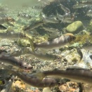 2026年 鮎釣り解禁前稚魚放流 完了しました！！