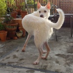 テルオとボクとにいさんズ