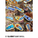 ミスジアオイロウミウシ属を整理する。