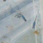 凸凹めだか凸凹の正直しんどい