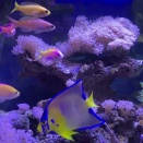 飼育３カ月経過のエバンスアンティアス、６０センチワイドに移動