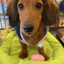 Mダックス君☆彡