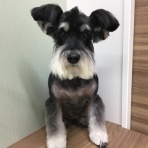 倉敷いぬとねこの病院　トリミングブログ