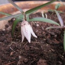 イズモコバイモ他