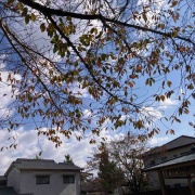 ëʿɼǡMVPäˡͤΤǤ