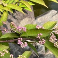 8月26日のお稽古ー茶箱点前(復習)