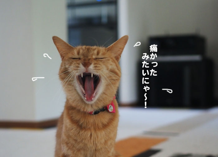 父ちゃん、スズメバチに刺される！
