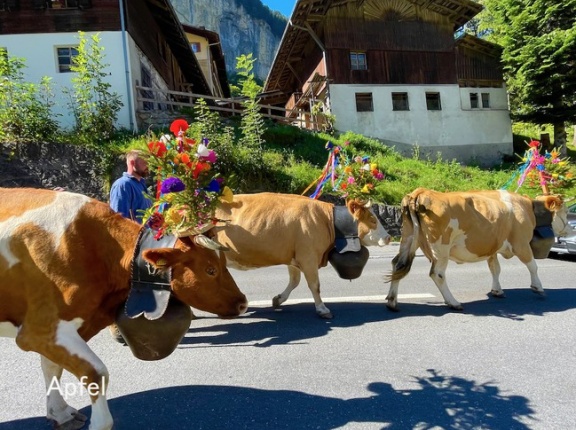 アルプスの村 ラウターブルネンの牧下り🇨🇭