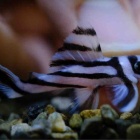 『1月12日(金)熱帯魚入荷情報①⚡️』の画像