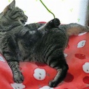 嬉しそうに紐握ってるね、紫おん