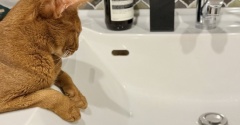 相変わらずの、チョロリのお水圧