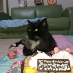 猫学