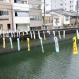 『ひがしなり街道玉手箱2015 最終日・およげ！ モツゴのぼりat平野川』の画像