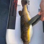 品川村村長ブログ。（公式）