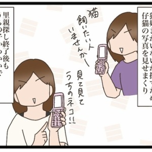 茶トラの人馴れ⑦【NNNにロックオンされています】 : 猫の手貸し