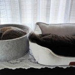 今を生きる～猫と共に