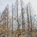 2026年2月の草花木…3