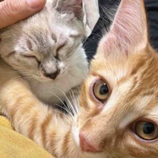 ねこかます