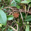 美男葛の実