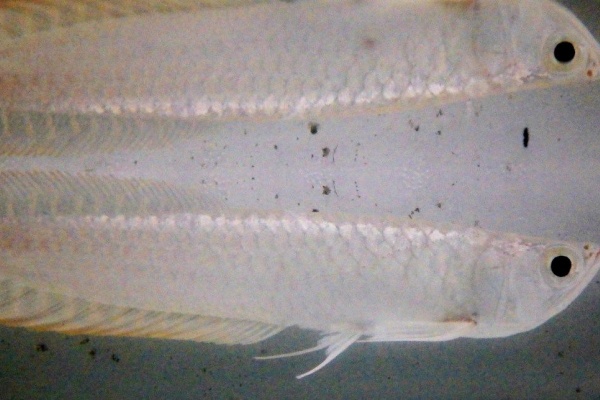 新 南米黄金街道 16年06月