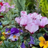 ءīΤīĤŷȤȰγƮ³ޤ٤β