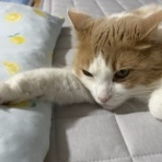猫だらけ