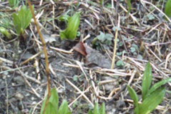 南信州の片田舎 還暦からの山菜栽培記 自生地の 行者にんにくの味わい を目指す