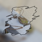 �߱�