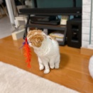 おひとり様でも遊び隊