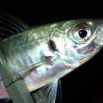  釣果で証明する釣りの理論 ── 私が思うところ。