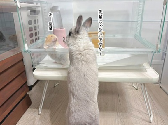 うさぎのルリとハムスターのプリン(1/21追記)