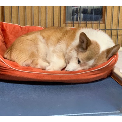 嗚呼 短足動物園 14年12月 Powered By ライブドアブログ