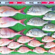 2026年4月16日　釣果