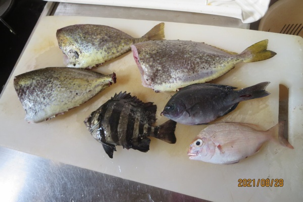 Houkouの彷徨人生 釣り