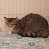 『成猫を2頭、受け入れました』の画像