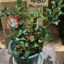 クリスマスホーリーはヒイラギじゃない？ 赤い実の正体と驚きの事実